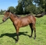 Nigthstar-par-Saxo-de-Vandel-1