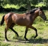 Nigthstar-par-Saxo-de-Vandel-0