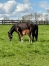« H »-par-Prodigious-mere-Coktail-Jet-pleine-de-HOHNECK-souche-de-DAISY-CHAIN-1