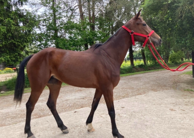 J---par-Voltigeur-de-Myrt-0