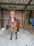 Vend-Hongre-K-ou-location-serieuse-0