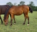 Pouliche-