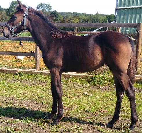 FOAL-Prince-d-espace-mere-Look-de-star-(Famille-Granvillaise-Bleue)