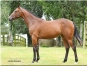 vente-yearling-trotteur-francais-0