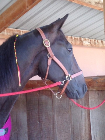 ENTRAINEUR-TROT-SUD-OUEST-1