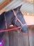ENTRAINEUR-TROT-SUD-OUEST-1