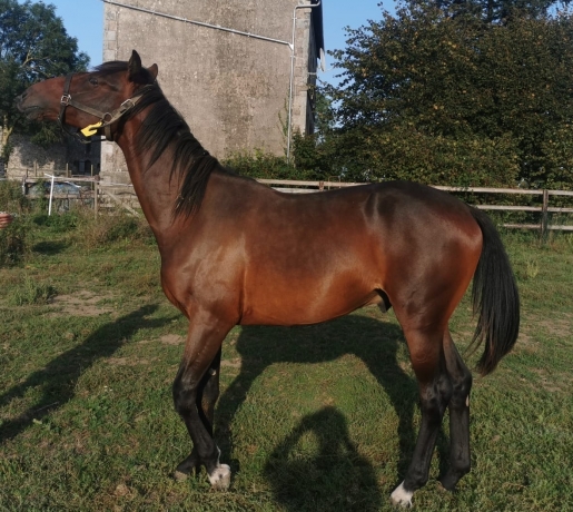 Beaux-yearling-M