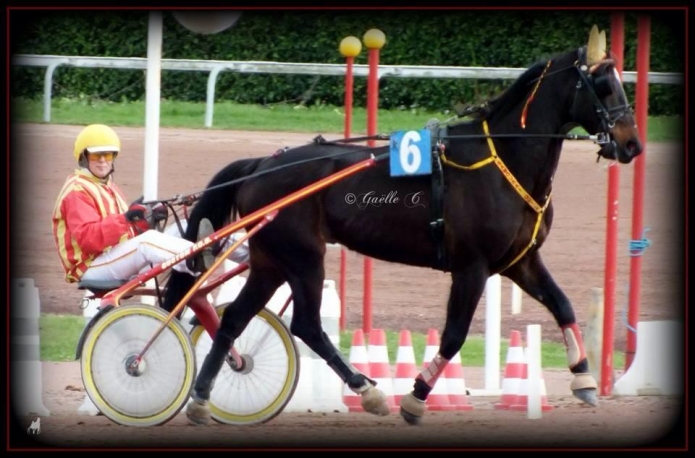 ENTRAINEUR-TROT-SUD-OUEST