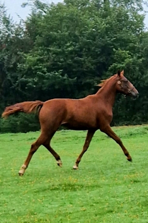 Superbe-pouliche-yearling-par-HOOKER-BERRY