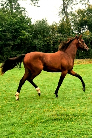 SUPERBE-pouliche-yearling---petite-fille-de-JEZABELLE-DES-BOIS-1