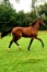 SUPERBE-pouliche-yearling---petite-fille-de-JEZABELLE-DES-BOIS-1