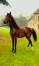 SUPERBE-pouliche-yearling---petite-fille-de-JEZABELLE-DES-BOIS-1