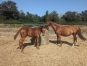 Foal-Femelle-N-1