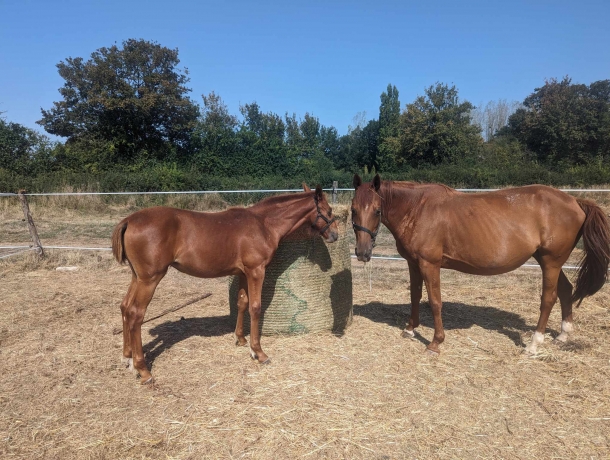 Foal-Femelle-N-0