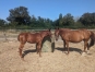 Foal-Femelle-N-0