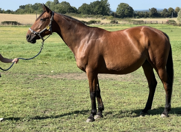 Bianca-de-Fael-par-Coktail-Jet-gagnante-a-Vincennes-Pleine-de-Davidson-Du-Pont