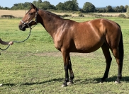 Bianca-de-Fael-par-Coktail-Jet-gagnante-a-Vincennes-Pleine-de-Davidson-Du-Pont