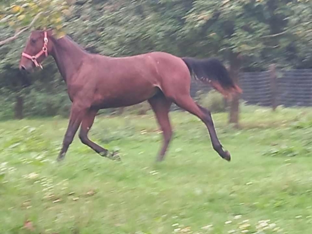 male-M-garanti-non-debourre