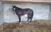 Loue-jolie-pouliche-M-par-Voltigeur-de-Myrt-et-mere-B-1-15m-ayant-reproduit-0