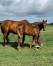 Lot-2-juments-et-poulain-1