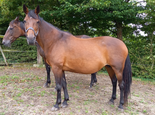 Lot-2-juments-et-poulain