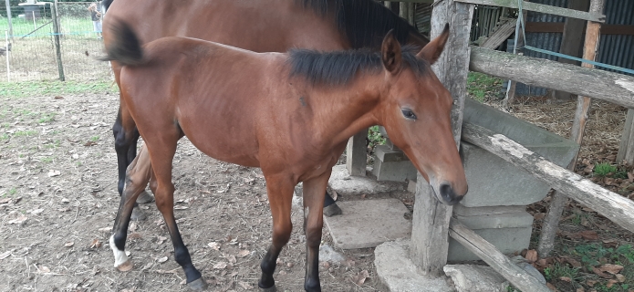 Cede-Foals