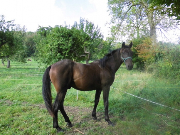 poulain-M-en-location