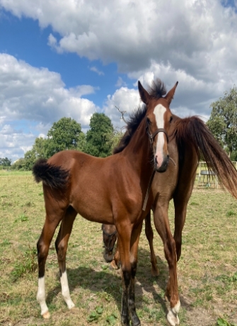 Femelle-foal