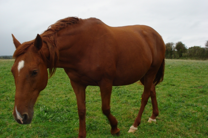 VENDS-POULINIERE-TROT-PLEINE-ICI-C-EST-PARIS