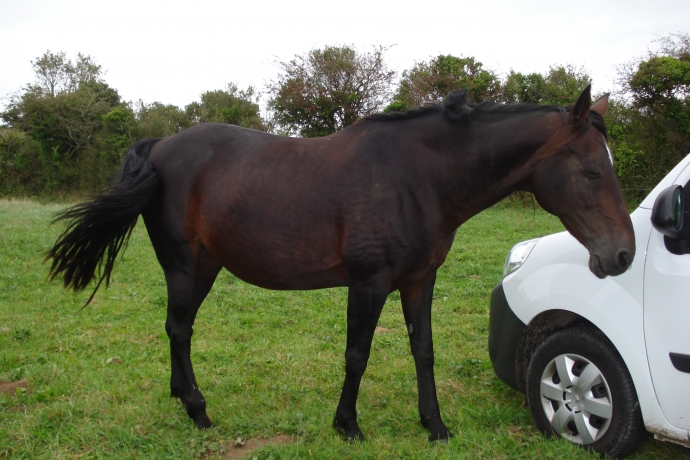 VENDS-POULINIERE-TROT-PLEINE-DE-DOLLAR-MACKER