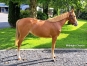 R-D-V--le-29-septembre-vente-de-Caen---n°-706---762---768-origine-classique--0