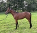 Nigtstar-par-Saxo-de-Vandel-5