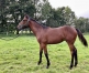 Nigtstar-par-Saxo-de-Vandel-4