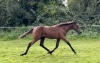 Nigtstar-par-Saxo-de-Vandel-3