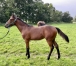 Nigtstar-par-Saxo-de-Vandel-2