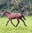 Nigtstar-par-Saxo-de-Vandel-1