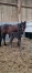 Pouliniere-Prodigious-x-coktail-jet-0