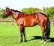 Vends-part-CHARLY-DU-NOYER-0