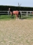 Vends-pouliniere-FUSA-MERITE-(par-Sam-Bourbon)-0