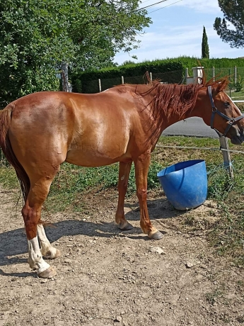 Propose-pouliniere-pour-option-ou-foal-sharing