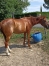 Propose-pouliniere-pour-option-ou-foal-sharing-0