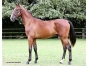 Vends-MODERN-LOVE-ZEN-(Feeling-Cash-Europa-par-Sam-Bourbon)-0