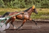 cherche-pouliche-de-reforme-pour-loisirs-0