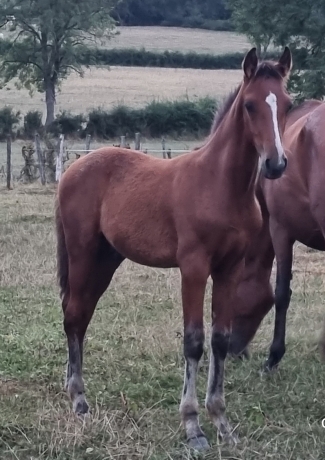 Vds-Foal-Male-Par-Heaven-s-Pride-(Brillantissime)-et-Dirina-(Rodrigo-Jet)-6