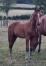 Vds-Foal-Male-Par-Heaven-s-Pride-(Brillantissime)-et-Dirina-(Rodrigo-Jet)-6