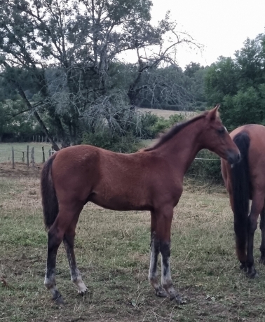 Vds-Foal-Male-Par-Heaven-s-Pride-(Brillantissime)-et-Dirina-(Rodrigo-Jet)-5