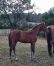 Vds-Foal-Male-Par-Heaven-s-Pride-(Brillantissime)-et-Dirina-(Rodrigo-Jet)-5