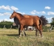 Vds-Foal-Male-Par-Heaven-s-Pride-(Brillantissime)-et-Dirina-(Rodrigo-Jet)-4