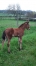 Vds-Foal-Male-Par-Heaven-s-Pride-(Brillantissime)-et-Dirina-(Rodrigo-Jet)-3