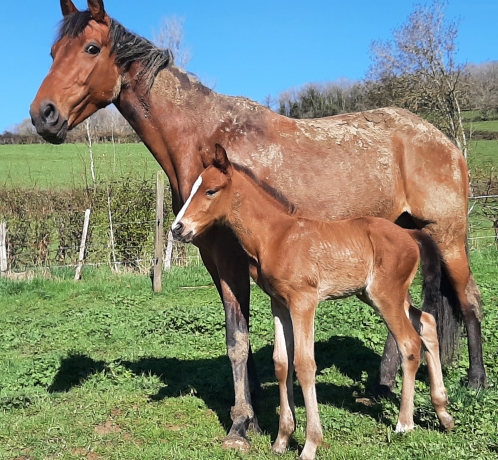 Vds-Foal-Male-Par-Heaven-s-Pride-(Brillantissime)-et-Dirina-(Rodrigo-Jet)-2